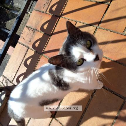 Foto 1/1 Capucine Chat perdido en Saint orens