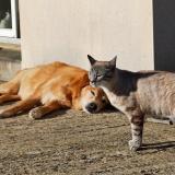 Foto del gato perdido en Sens De Bretagne