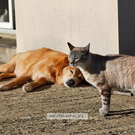 Foto 1/1 Zeus Chat perdido en Sens de bretagne