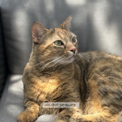 Foto 1/1 Sybelle Chat perdido en Saint maixant