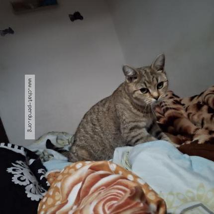 Foto 1/1 Laetitia Van den storm Chat perdido en Anderlecht