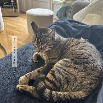 Foto 1/1 Stitch Chat perdido en Dole