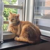 Foto del gato perdido en Armentieres
