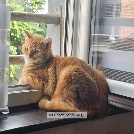 Foto 1/1 Roucky Chat perdido en Armentieres