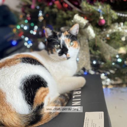 Foto 1/1 Kayna Chat perdido en Saint gervasy