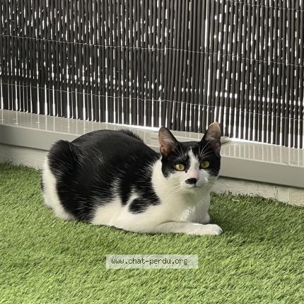 Foto 1/1 Nita Chat perdido en Elancourt