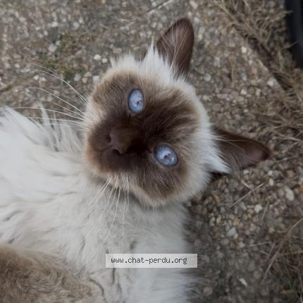 Foto 1/1 Gato encontrado Encontrado en Fougeres