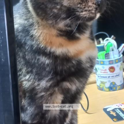 Foto 1/1 Meow Meow Chat perdido en Rooihuiskraal centurion