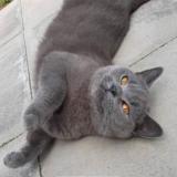 Foto de un gato reunido en Hereford Tupsley Area