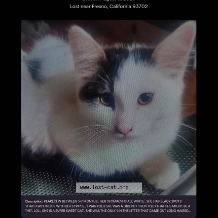 Foto 1/1 Pearl Chat perdido en Fresno