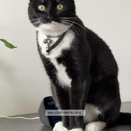 Foto 1/1 Charly Chat perdido en Plounevez moedec
