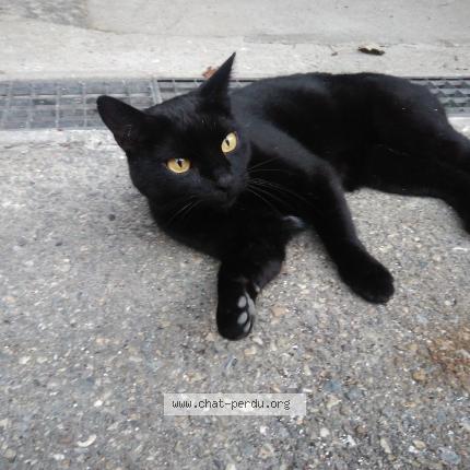 Foto 1/1 Jael Chat perdido en Rognaix