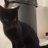 Foto del gato perdido en Vieux Conde