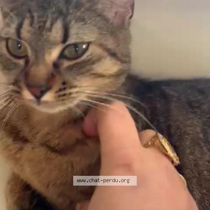 Foto 1/1 sosi Chat perdido en Champigny sur marne