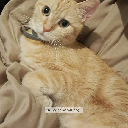 Foto 1/1 Peche Chat perdido en Saint quentin