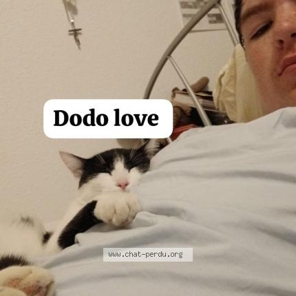 Foto 1/1 Loveur Chat perdido en Viriat