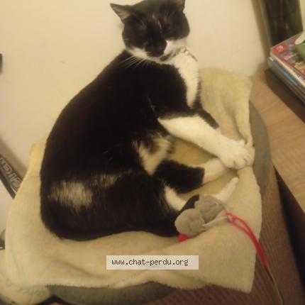 Foto 1/1 Lilou Chat perdido en Mulhouse