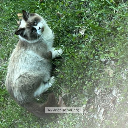 Foto 1/1 Gato encontrado Encontrado en Eysines