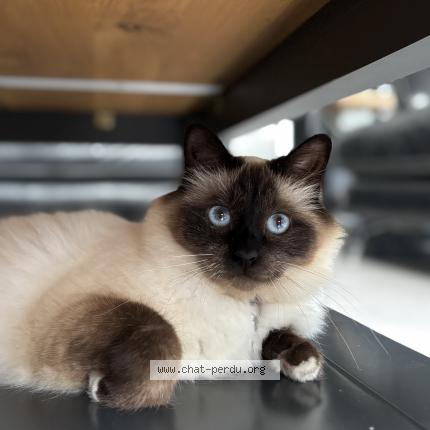 Foto 1/1 Topaze Chat perdido en Lambres lez douai