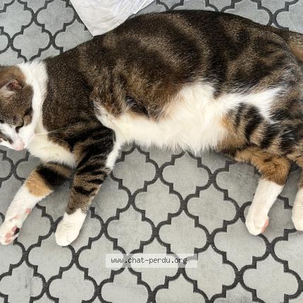 Foto 1/1 Prince Chat perdido en Villepinte