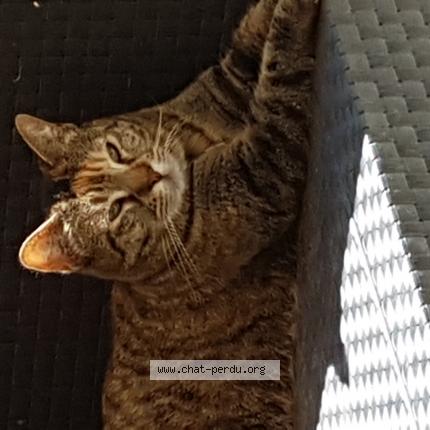 Foto 1/1 HINDI clochette Chat perdido en Colomiers 31770