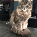 Foto del gato perdido en Le Fauga