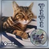 Foto del gato perdido en Le Rheu