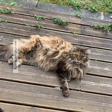 Foto 1/1 Lily Chat perdido en Vence