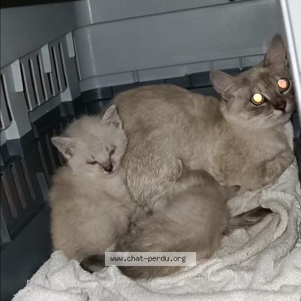 Foto 1/1 Sans nom Chat perdido en Nantes