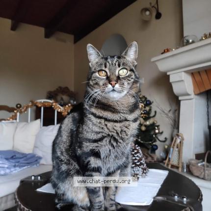 Foto 1/1 Poupinou Chat perdido en Lancon provence val de sibourg