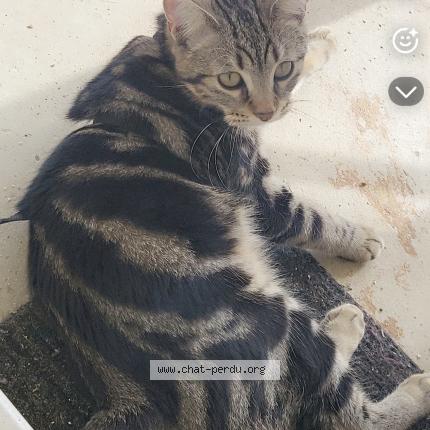 Foto 2/2 Perle Chat perdido en Terres de haute charente