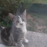 Foto del gato perdido en Laneuveville Devant Nancy