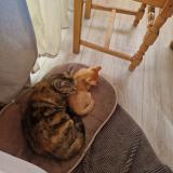 Foto del gato perdido en Vendays Montalivet