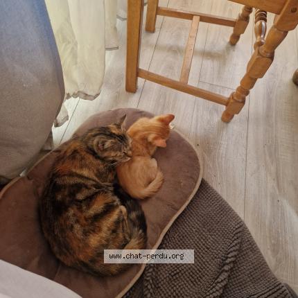 Foto 1/1 Fifille Chat perdido en Vendays montalivet