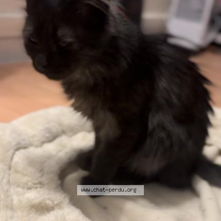 Foto 1/1 Gato encontrado Encontrado en Athis mons