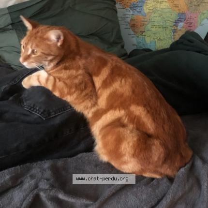 Foto 1/1 Sun Chat perdido en Verac