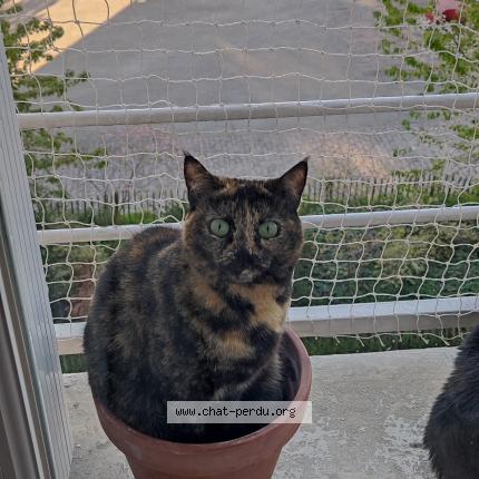 Foto 1/1 Tetra Chat perdido en Rennes