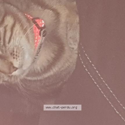 Foto 1/1 Pacha Chat perdido en Geste