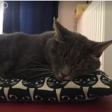 Foto del gato perdido en Annecy Le Vieux