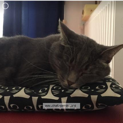 Foto 1/1 Mitsy Chat perdido en Annecy le vieux