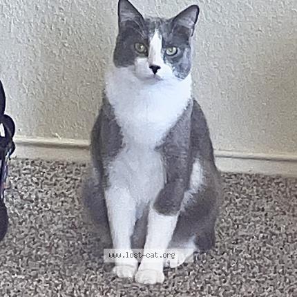 Foto 1/1 Percy Chat perdido en Fischer