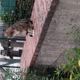 Foto del gato perdido en Coulanges Les Nevers