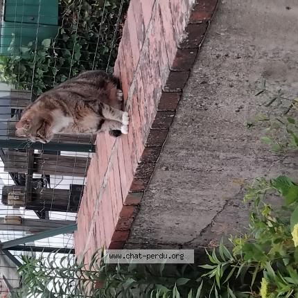 Foto 1/1 Tasdebois Chat perdido en Coulanges les nevers