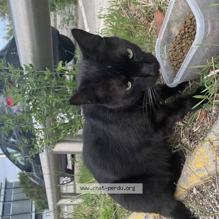 Foto 1/1 Gato encontrado Encontrado en Bordeaux