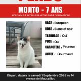Foto del gato perdido en Saint Sulpice Et Cameyrac