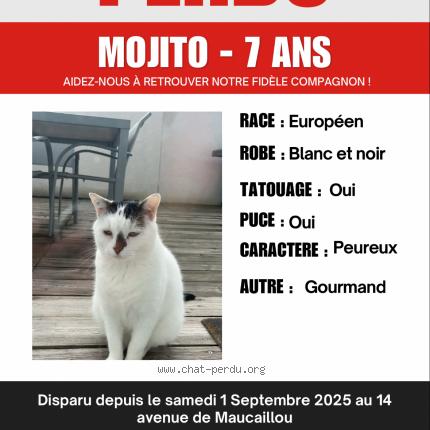 Foto 1/1 Mojito Chat perdido en Saint sulpice et cameyrac