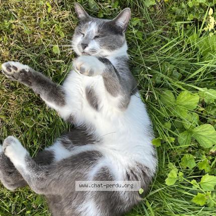 Foto 1/1 Ga&iuml;a Chat perdido en Charnay