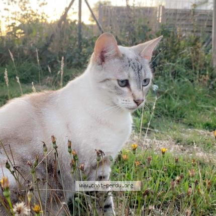 Foto 1/1 Phoebe Chat perdido en Bouguenais