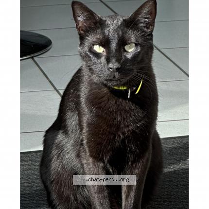 Foto 1/1 NELSON Chat perdido en Chatte