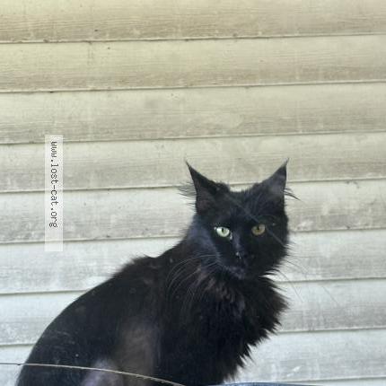 Foto 1/1 Alopecia Chat perdido en Arcadia